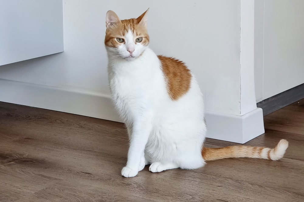 parquet vinilico girona